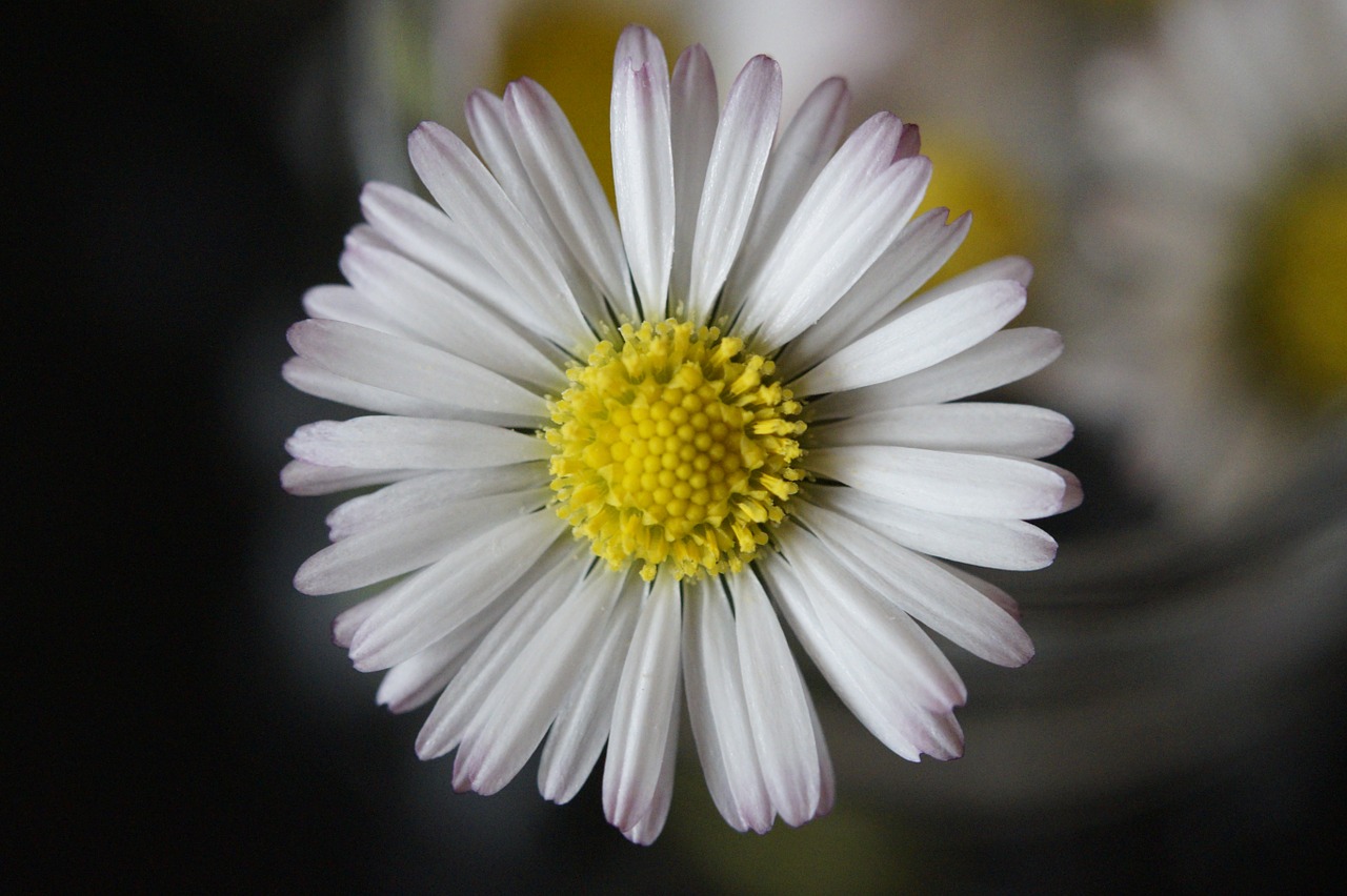 daisy close flower free photo