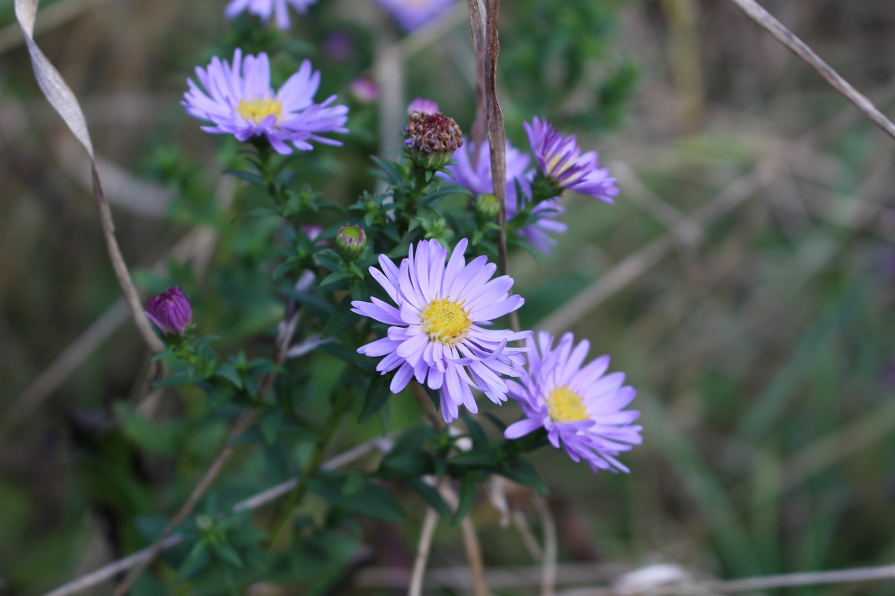 daisy flower nature leaf free photo