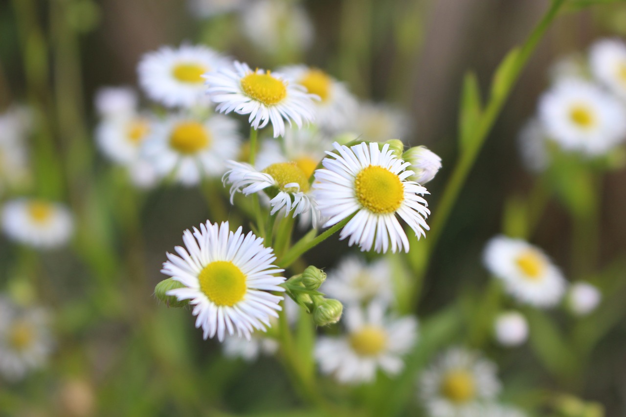 daisy flower petals free photo