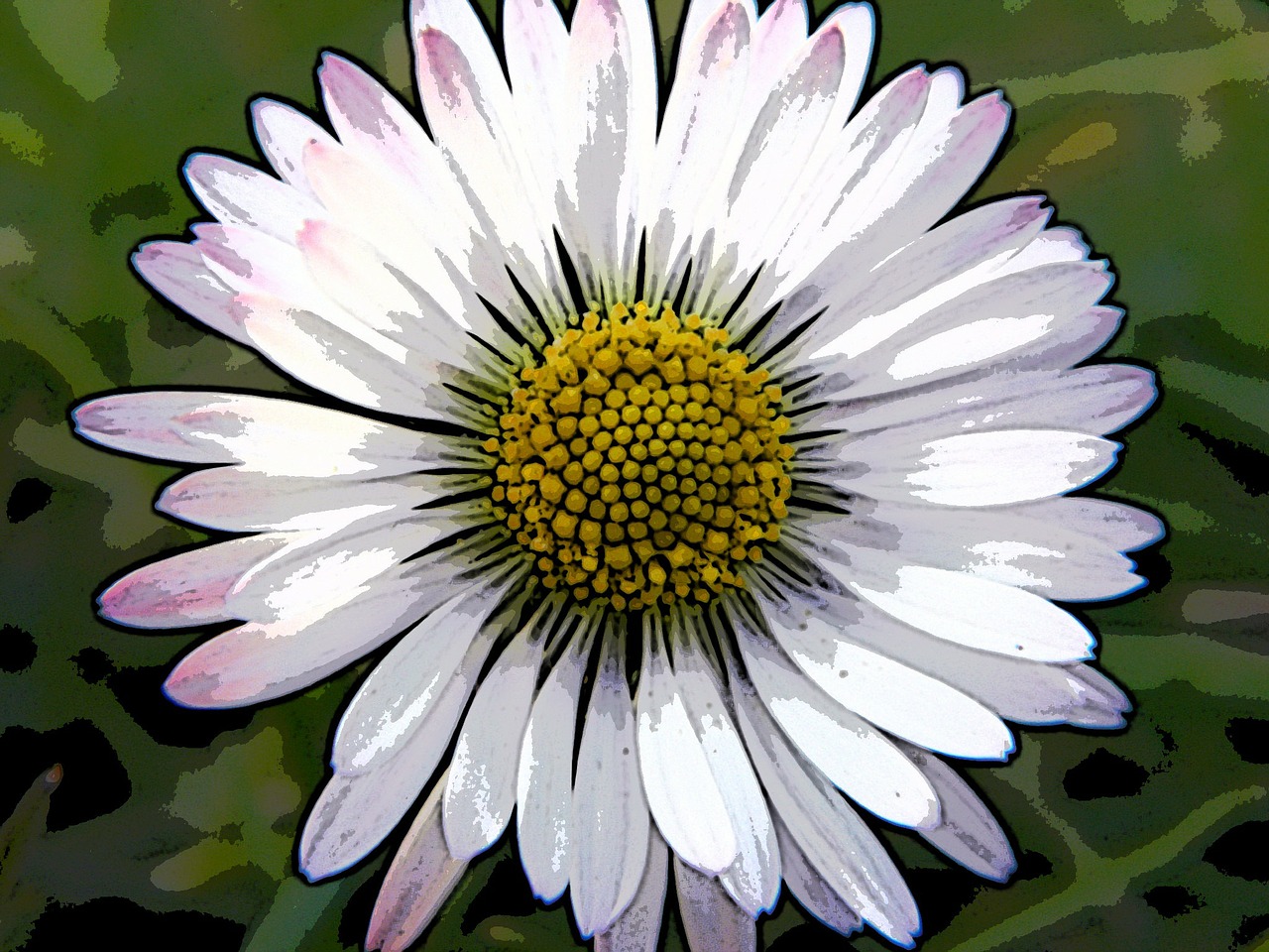 daisy flower blossom free photo