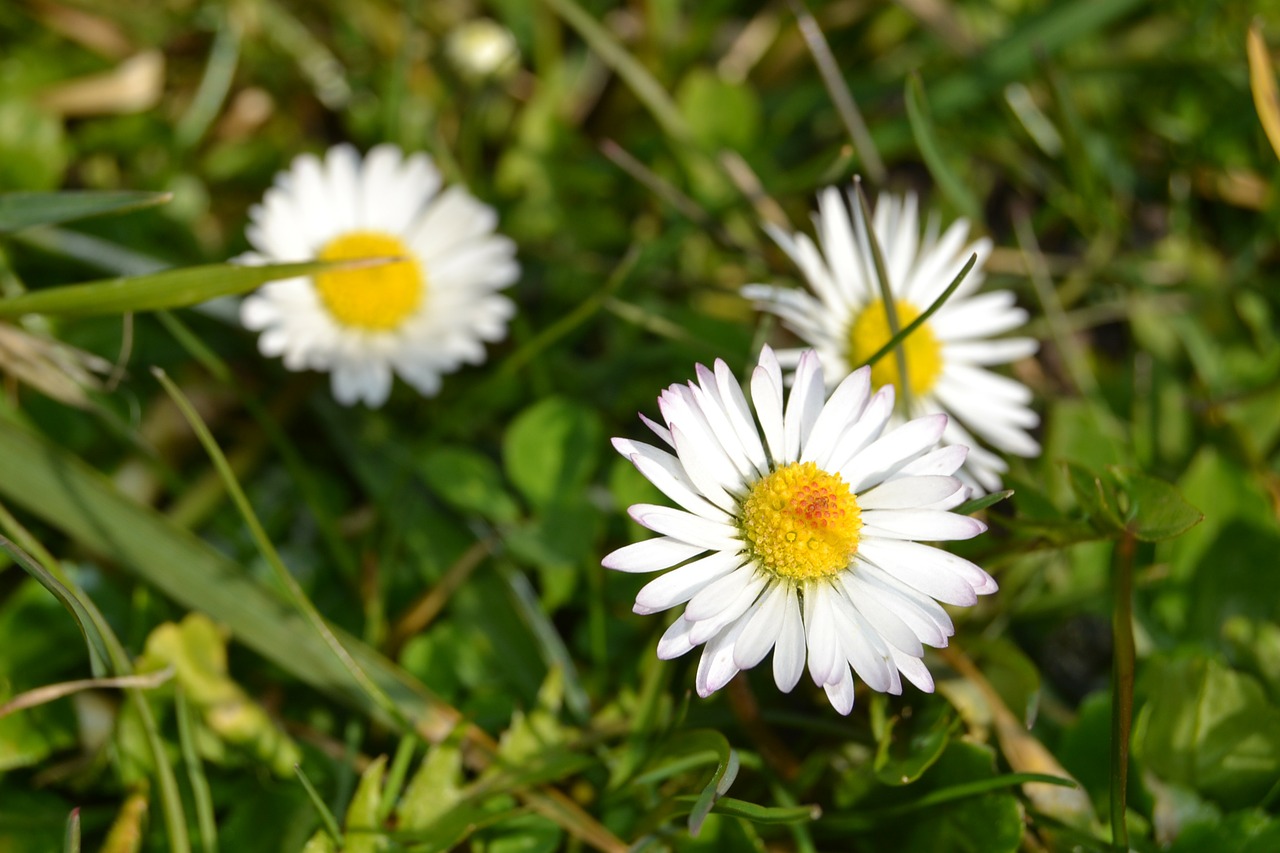 daisy flower sun free photo