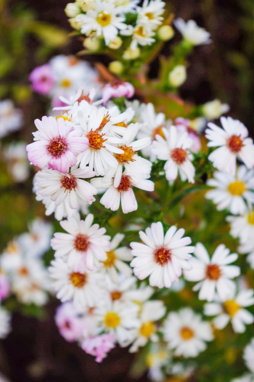 daisy white closeup free photo