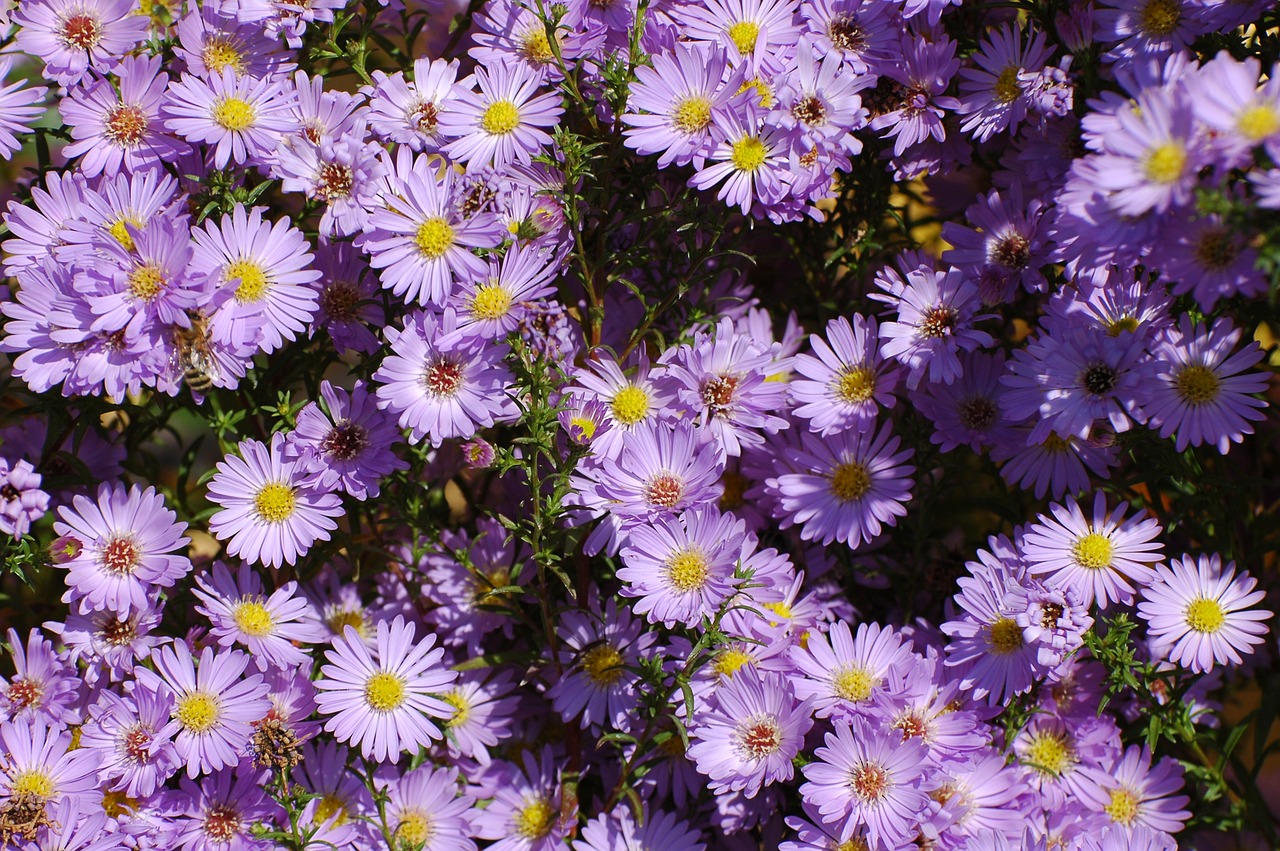 daisy purple bloom free photo