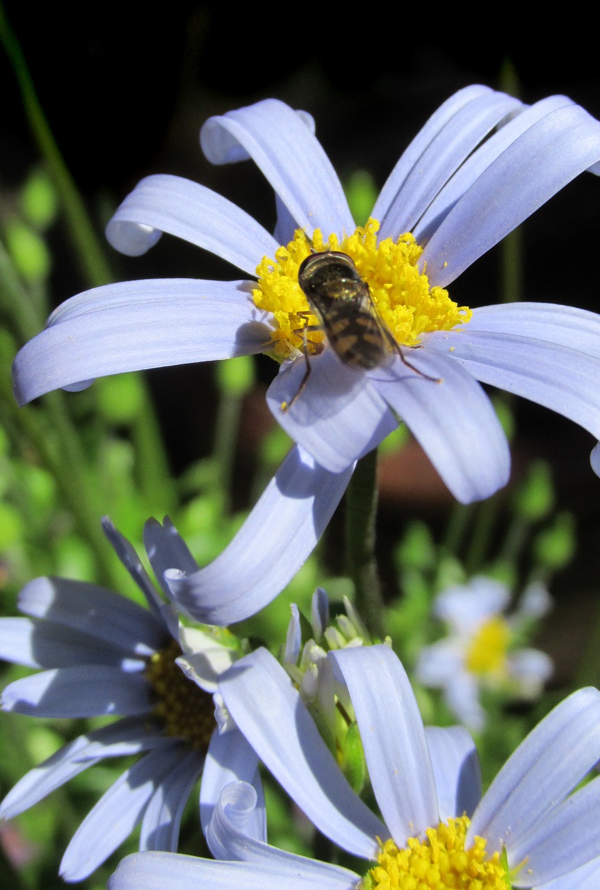 daisy blue fly free photo