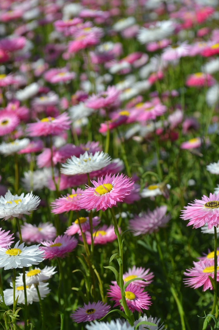 daisy everlastings flower free photo