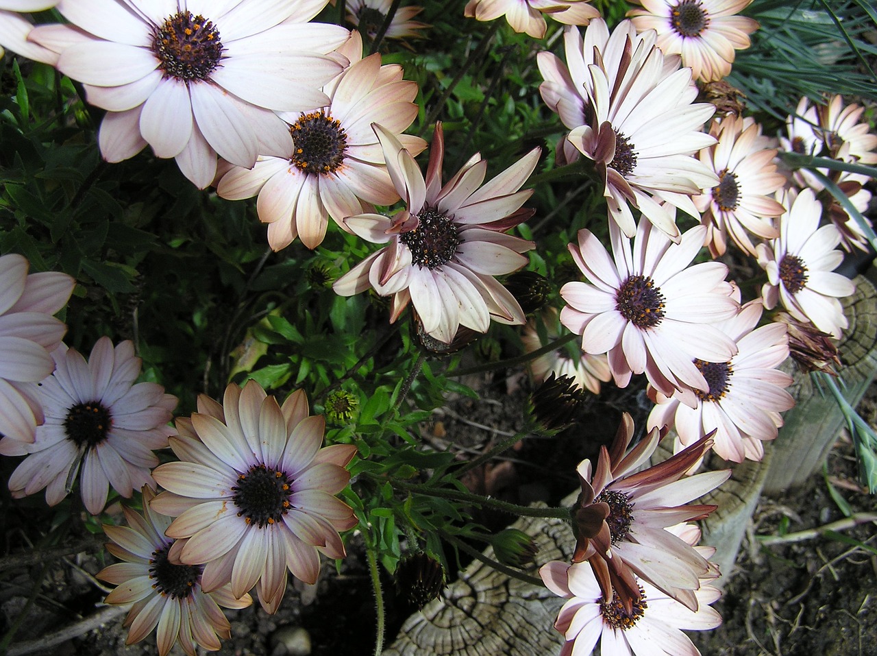 daisy flower garden free photo