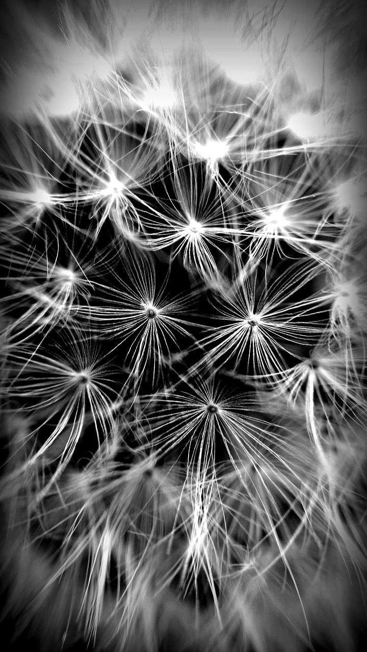daisy black and white creative free photo