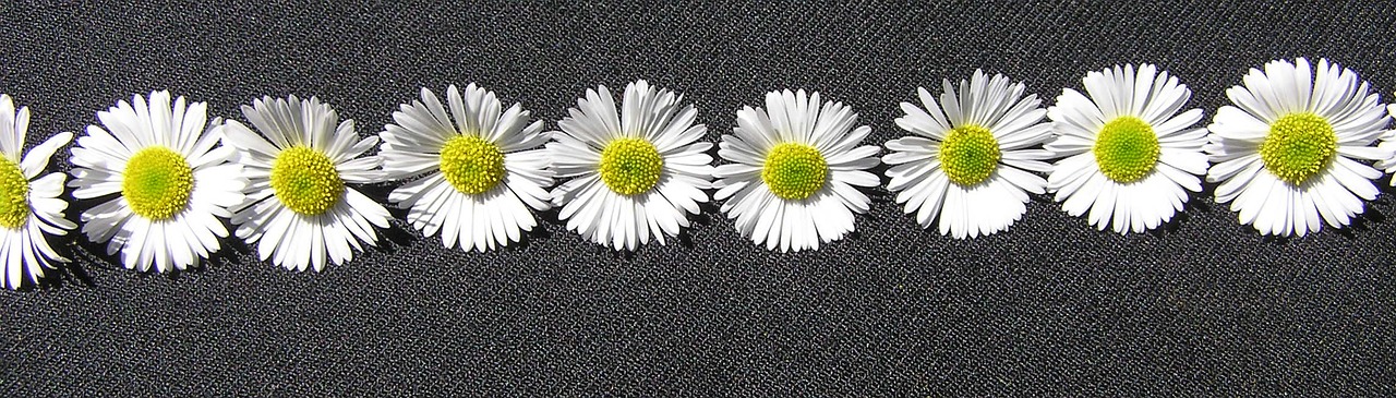 daisy white pattern free photo