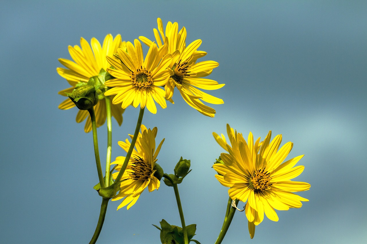 daisy flower floral free photo