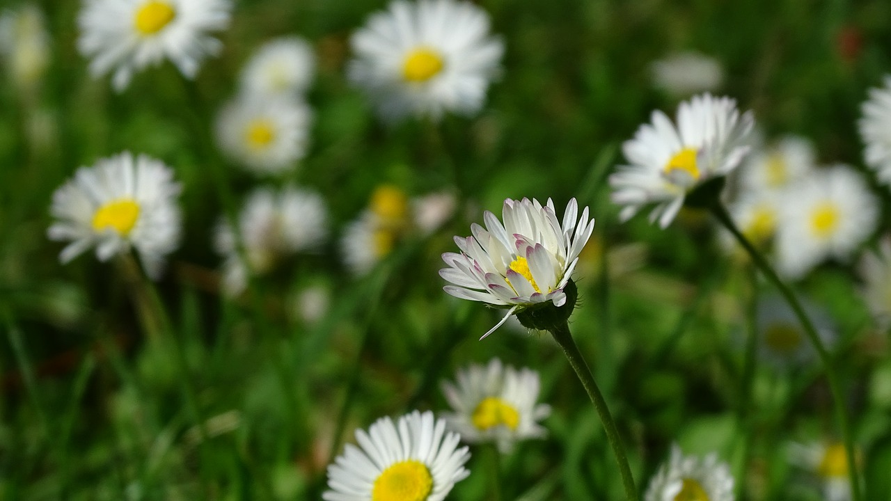 daisy flower spring free photo