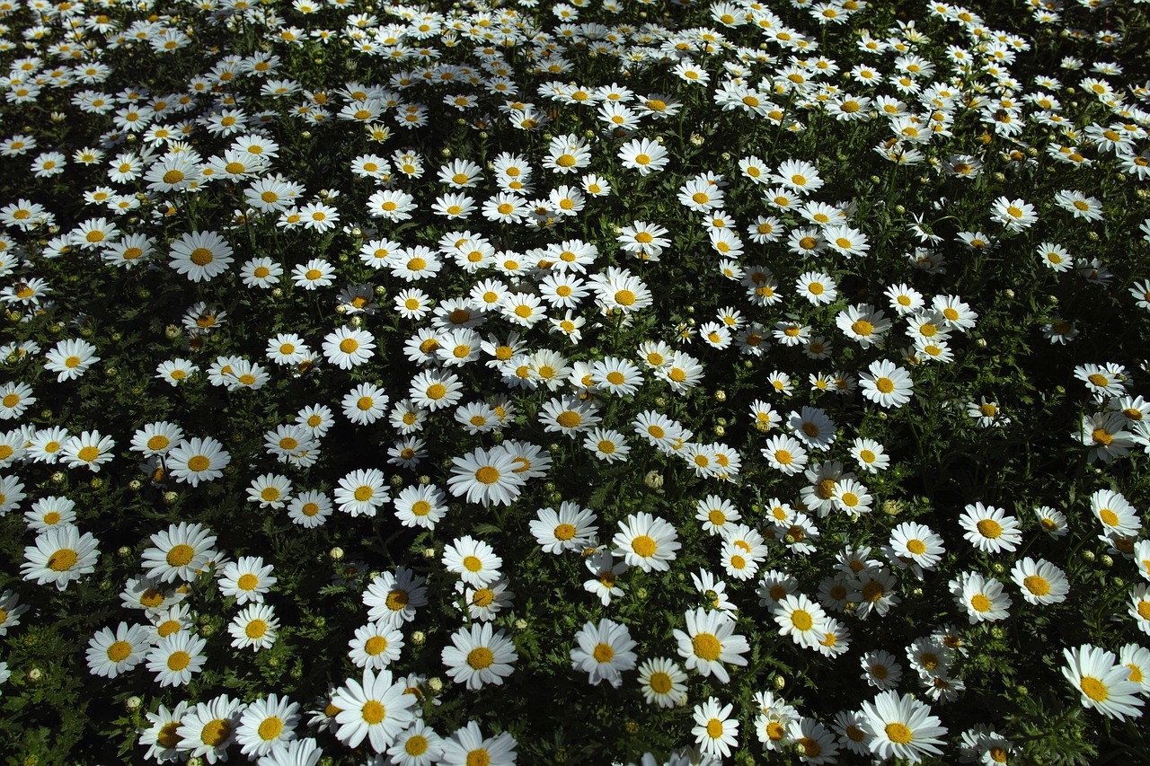 daisy daisies flower free photo