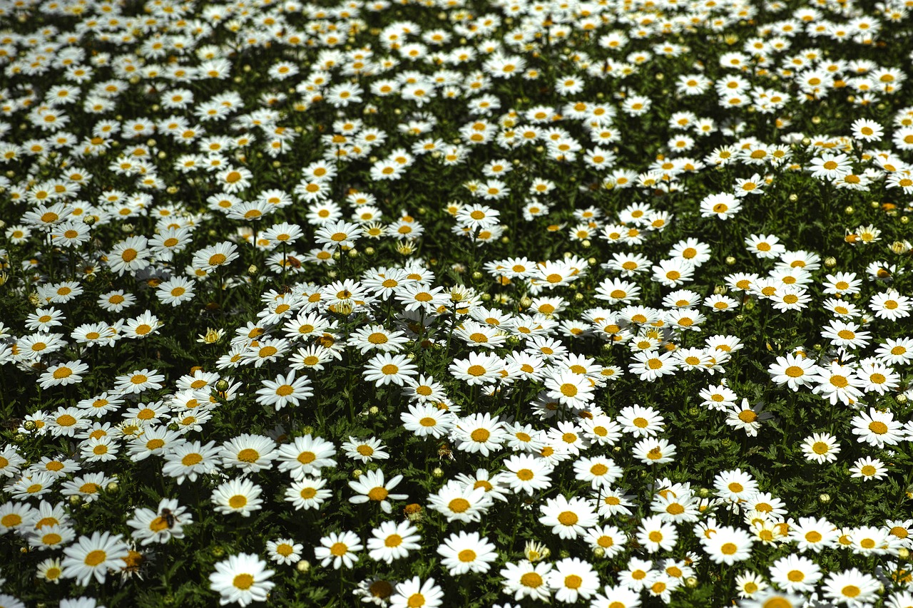 daisy daisies flower free photo