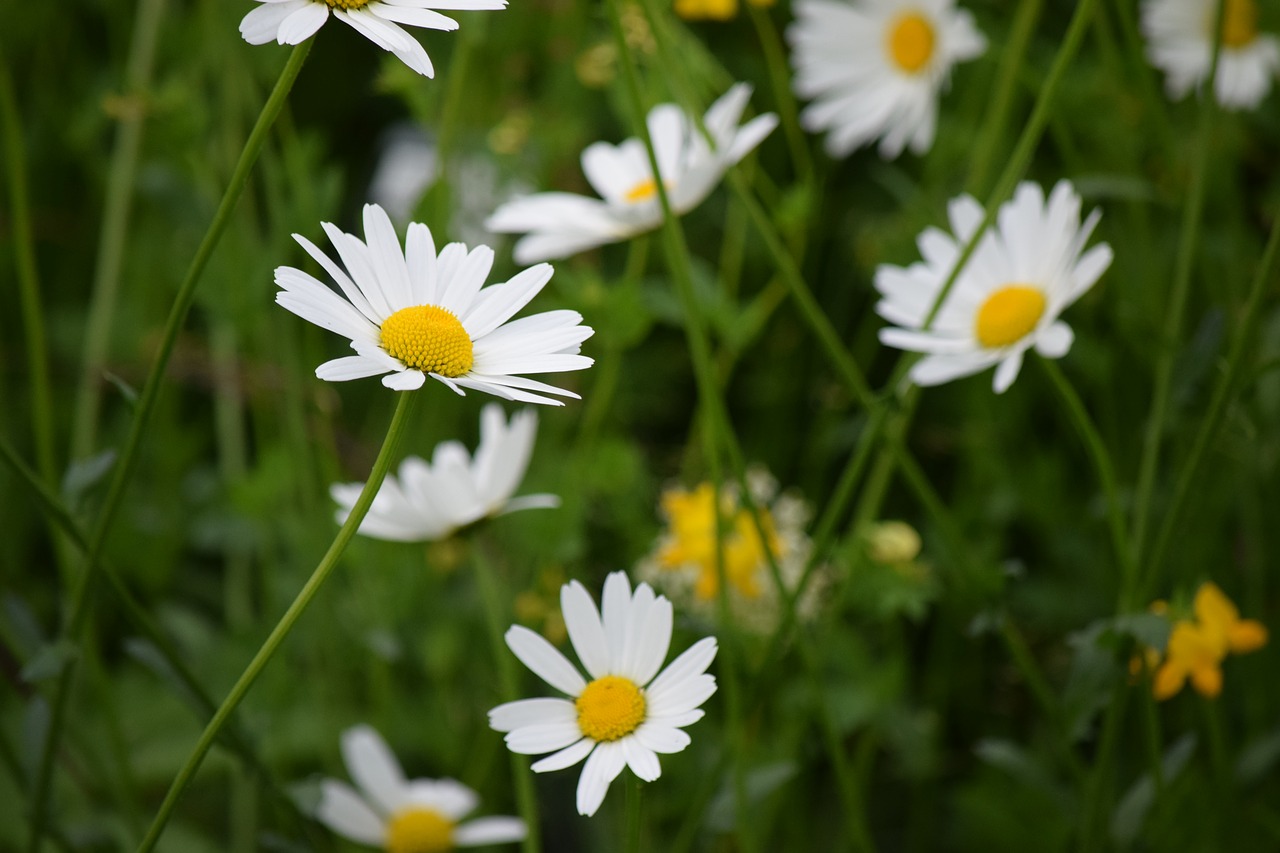 daisy flower spring free photo