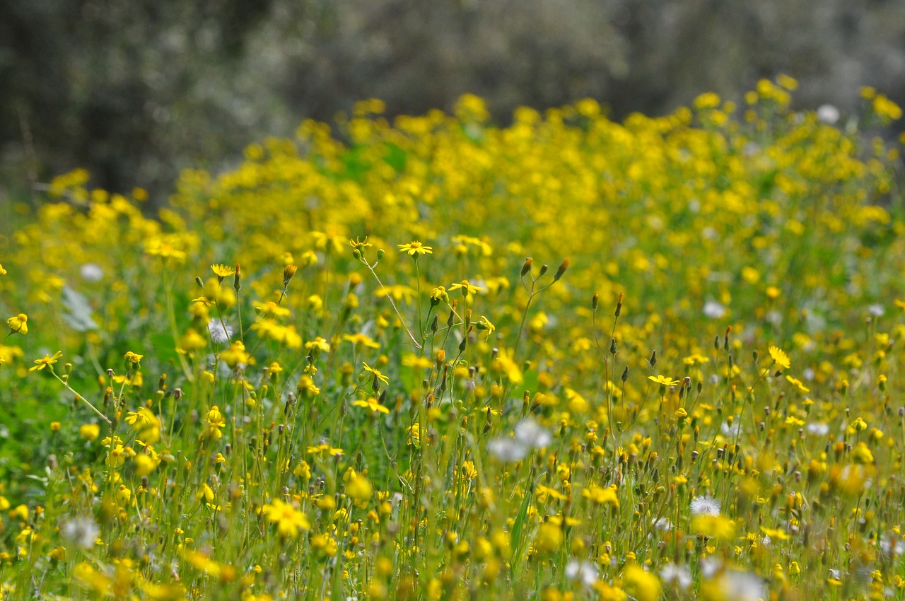 daisy nature flower free photo