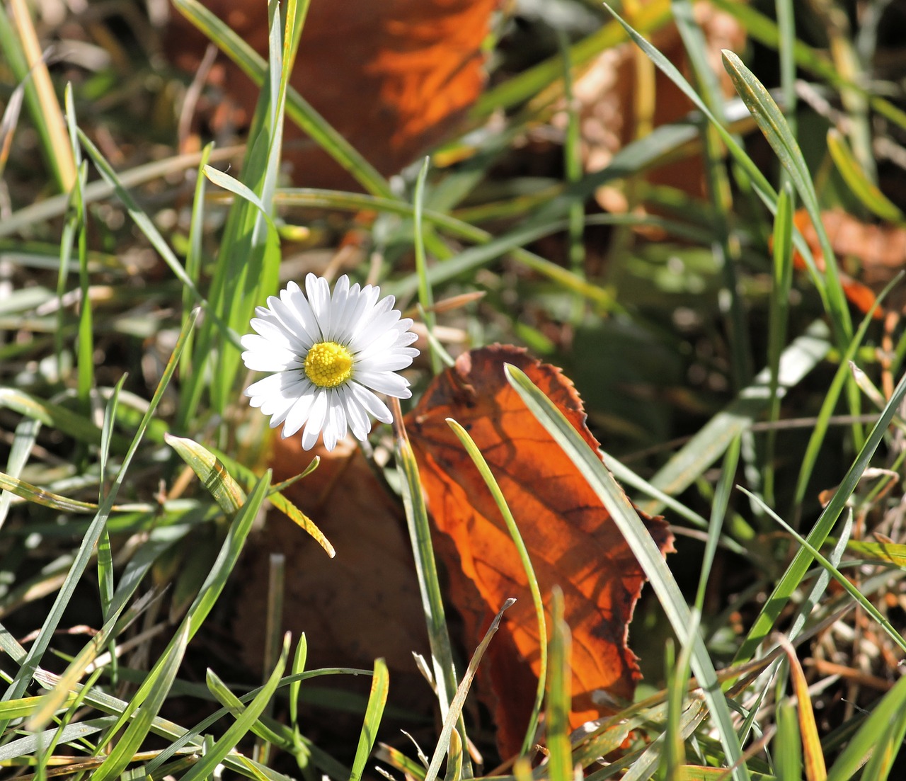 daisy autumn fall foliage free photo