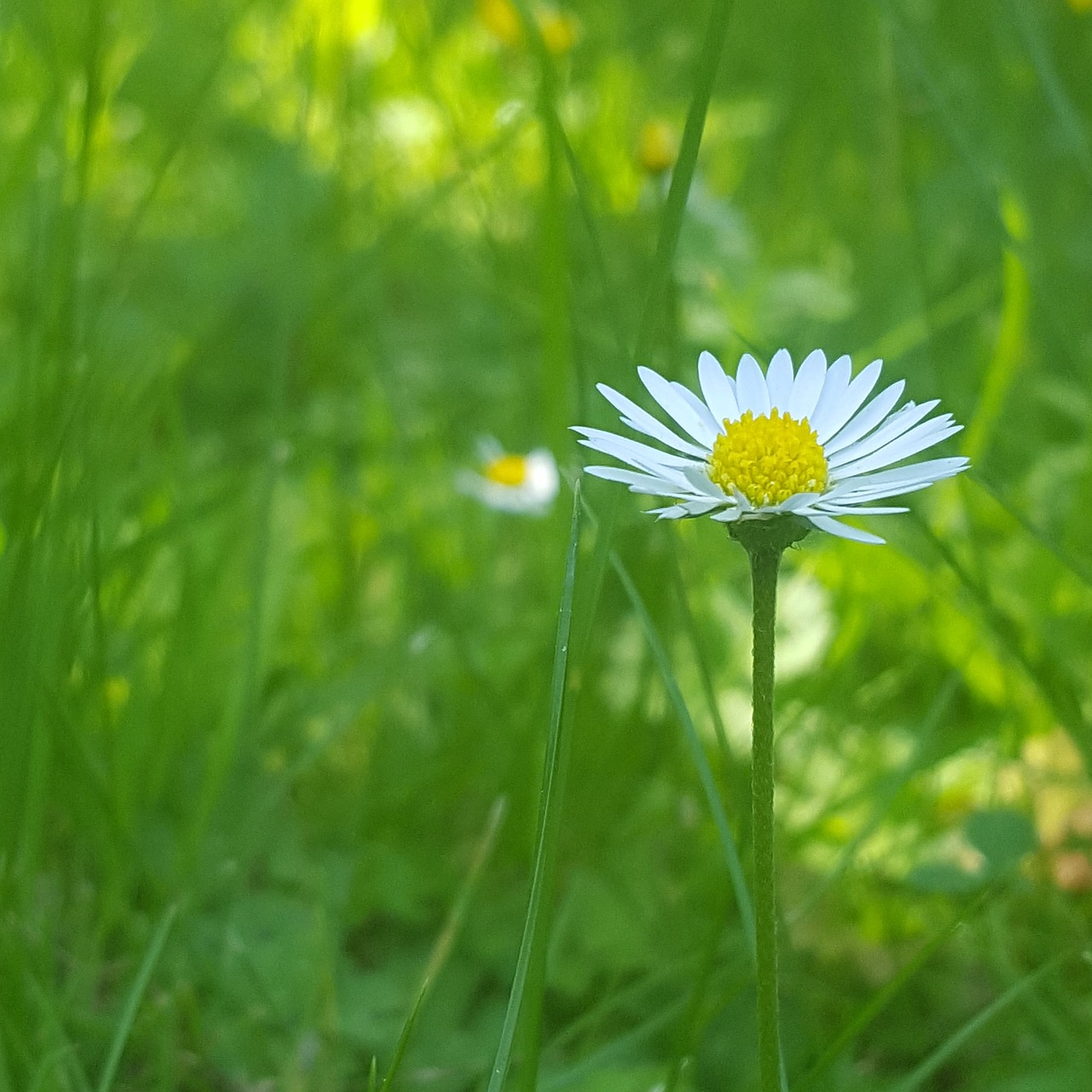 daisy grass flower free photo