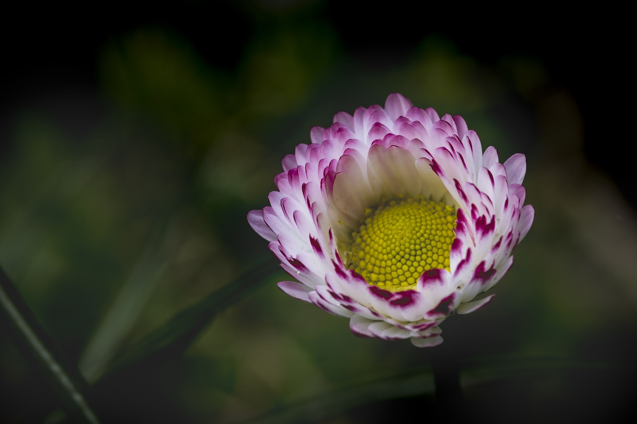 daisy simple green background free photo