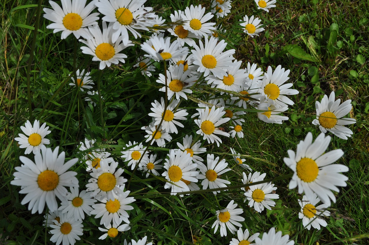 daisy flower nature free photo