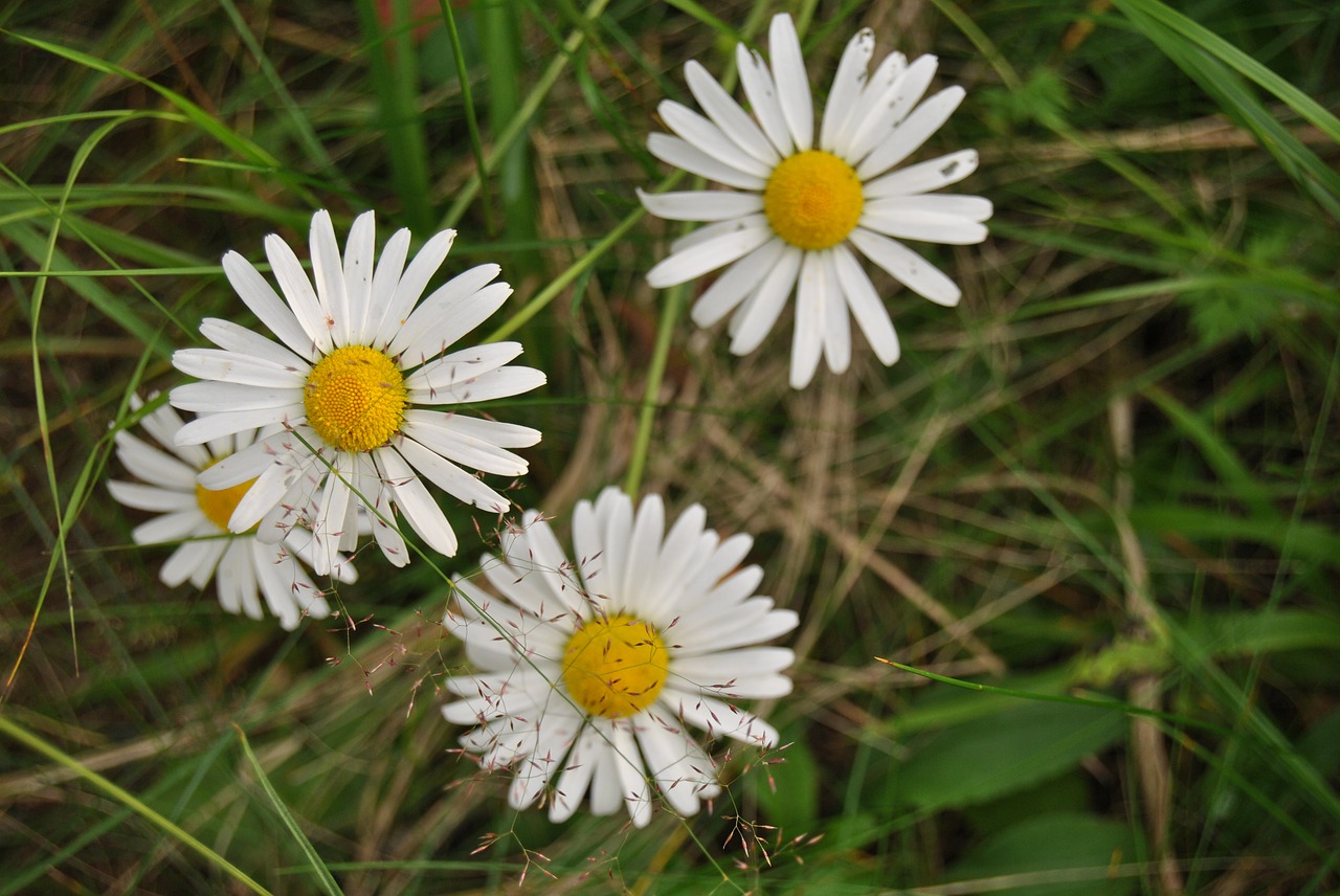 daisy flower natural flower free photo