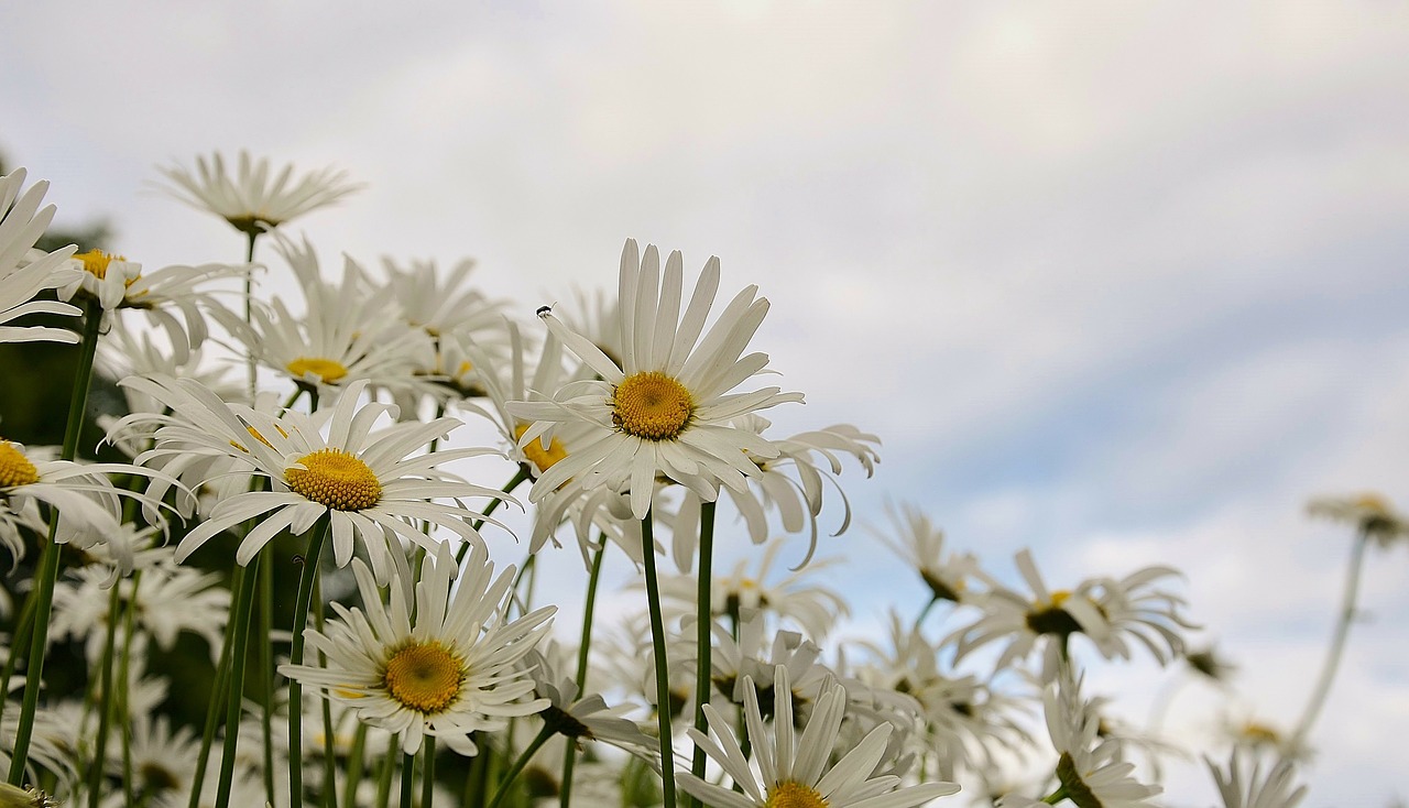 daisy flower spring free photo