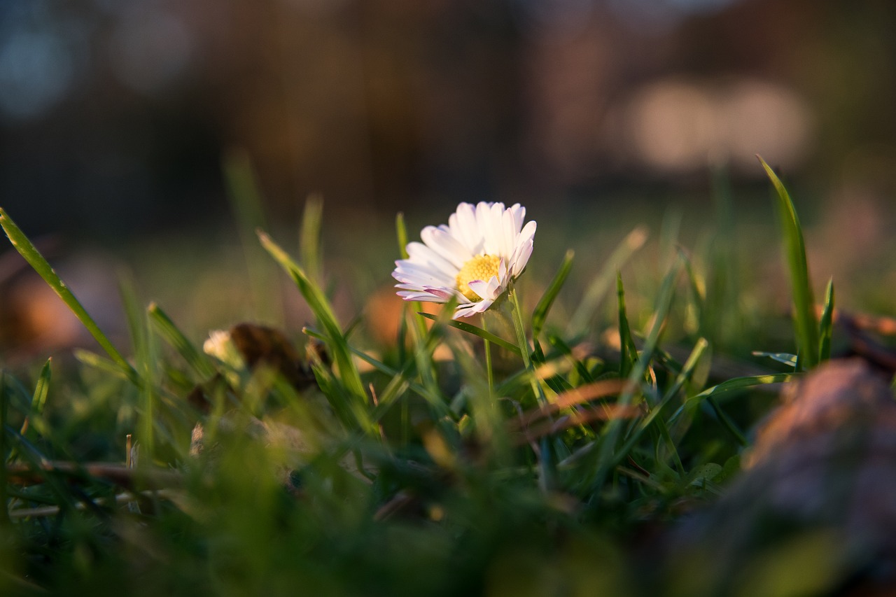 daisy flower pointed flower free photo