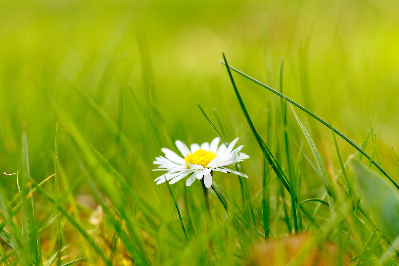 daisy grass flower free photo