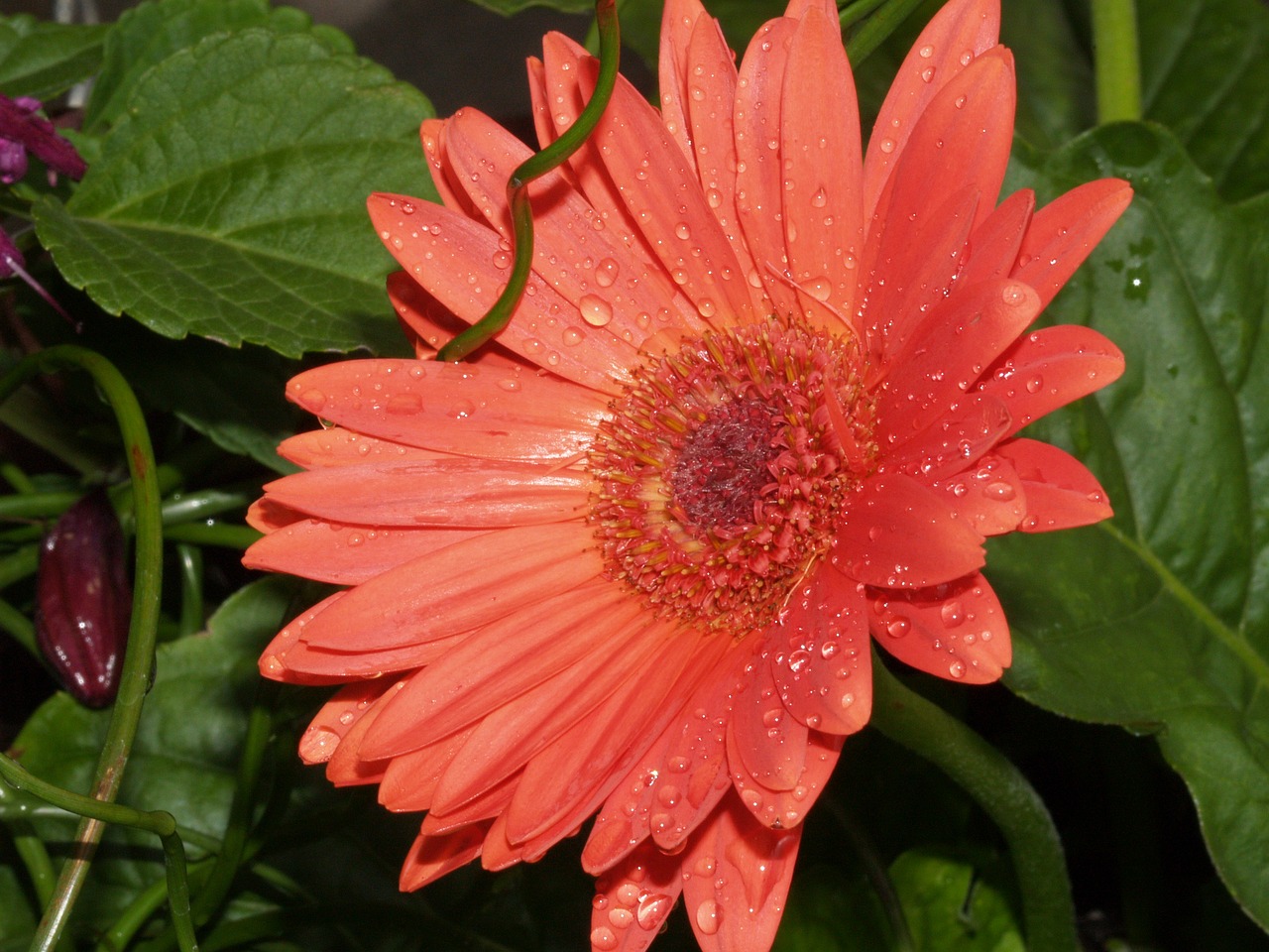 daisy flower na free photo