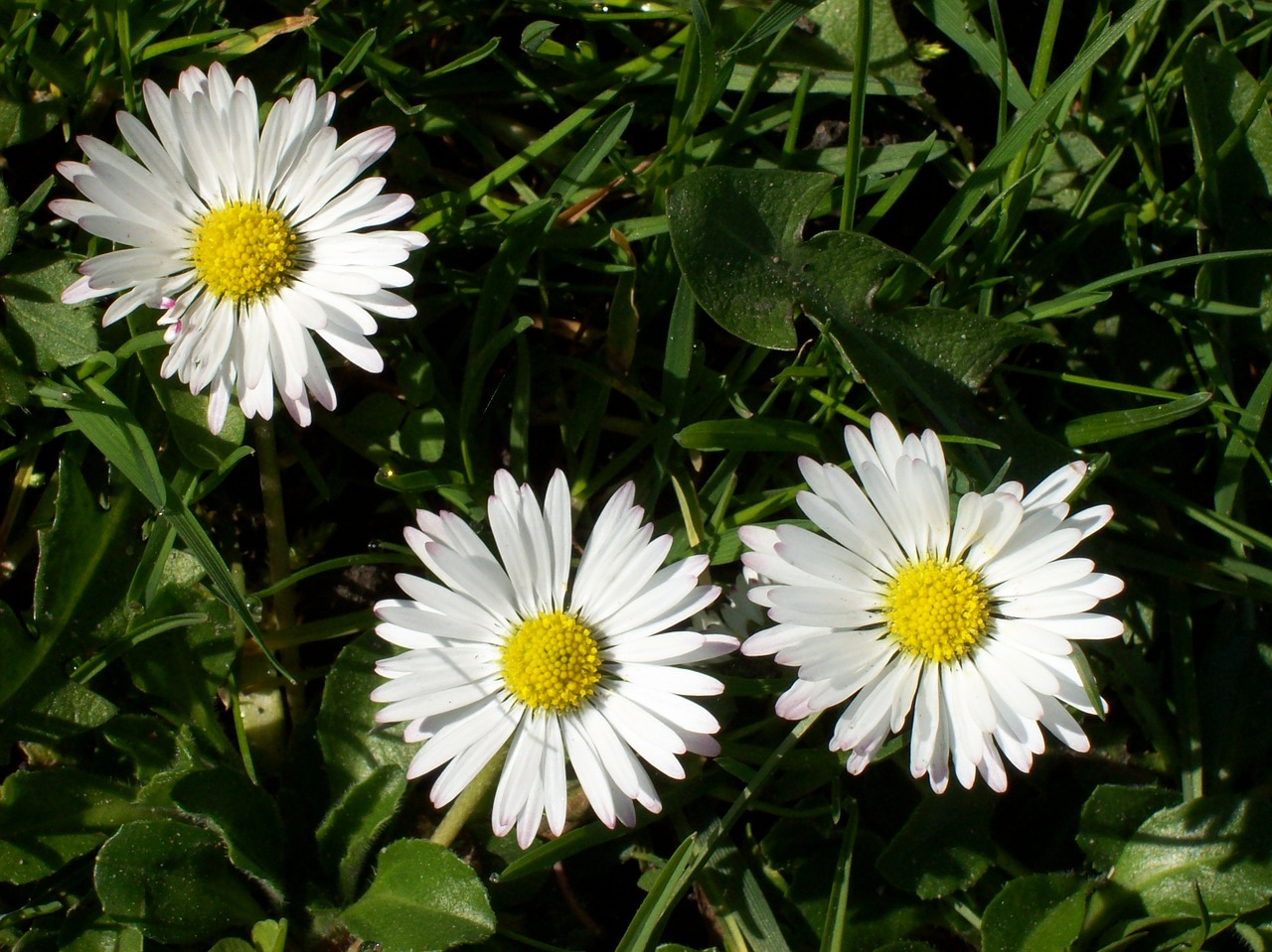 daisy blossom bloom free photo