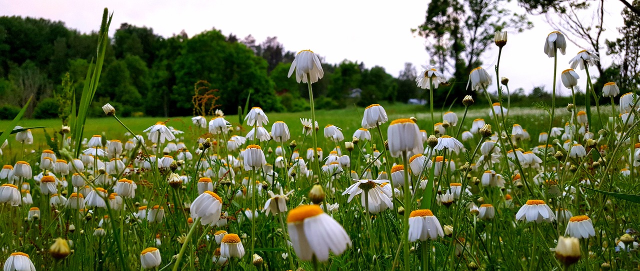 daisy flowers field free photo