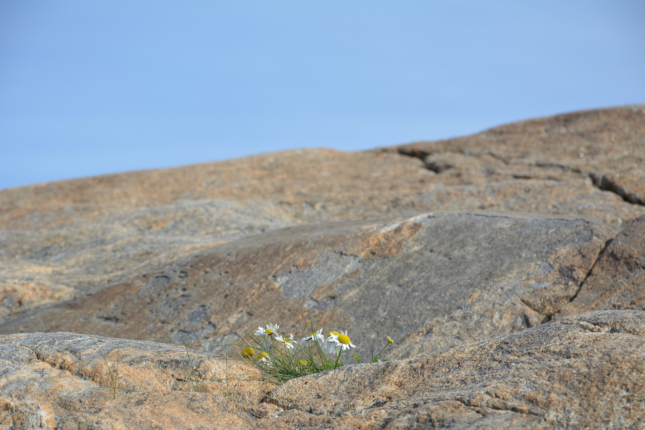 daisy mountain himmel free photo