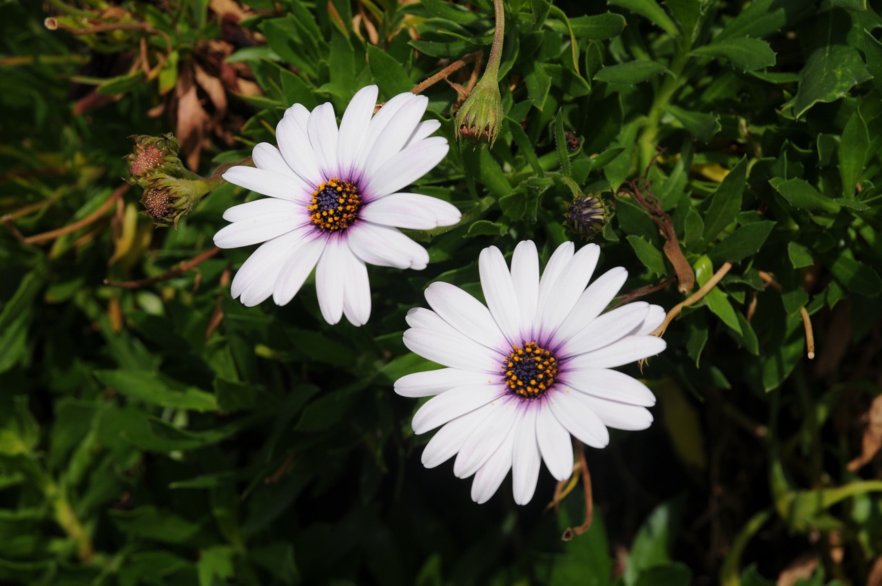 daisy flower nature free photo