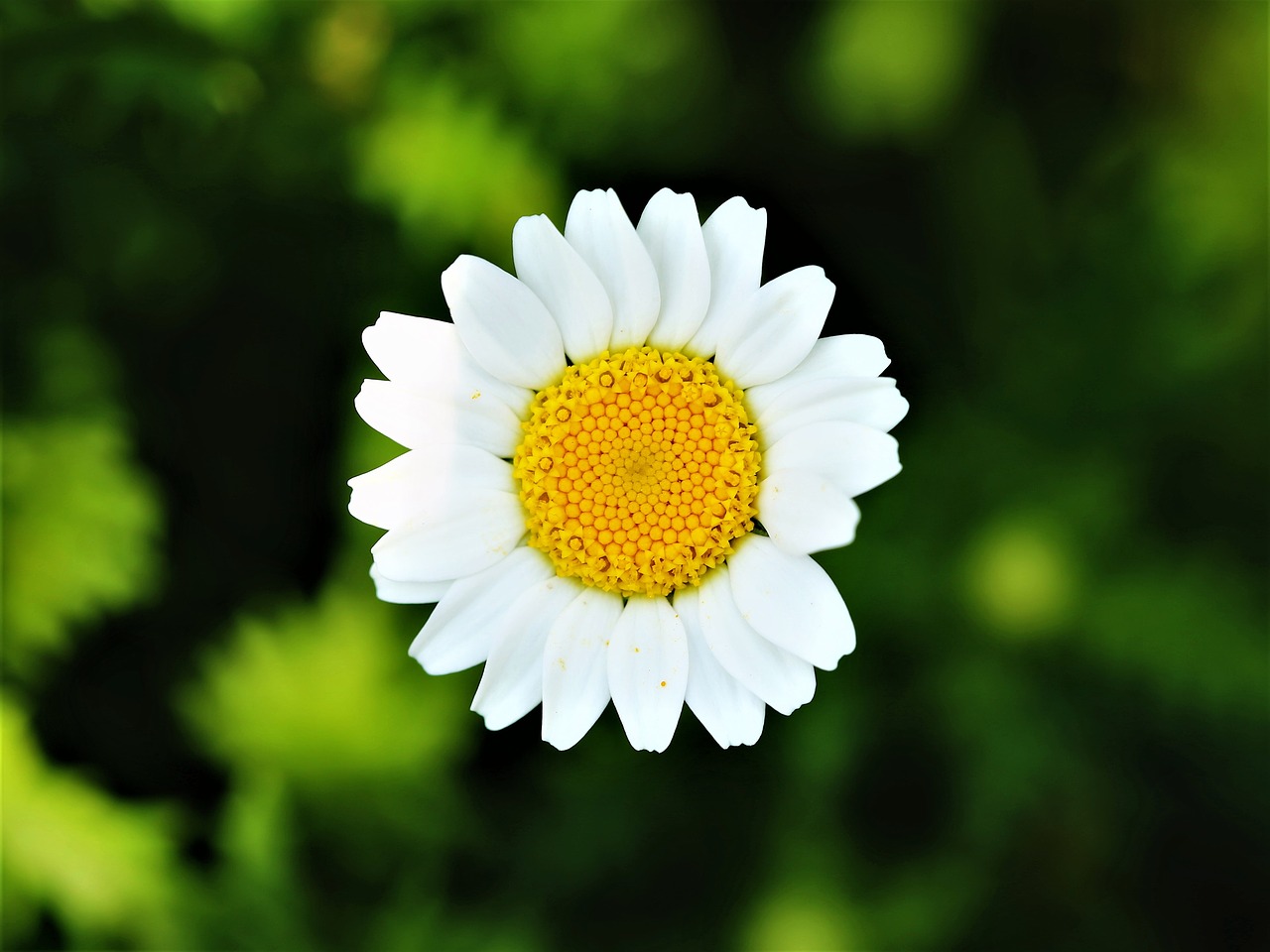 daisy flower macro free photo