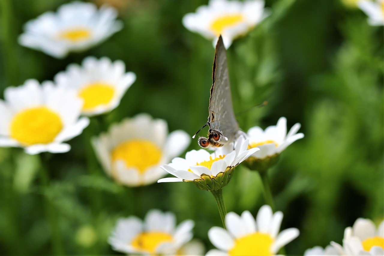 daisy flower butterfly free photo
