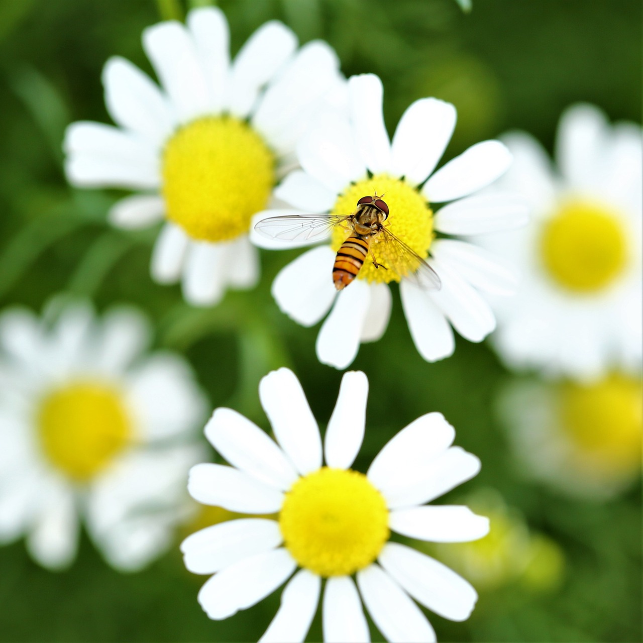 daisy flower bee free photo