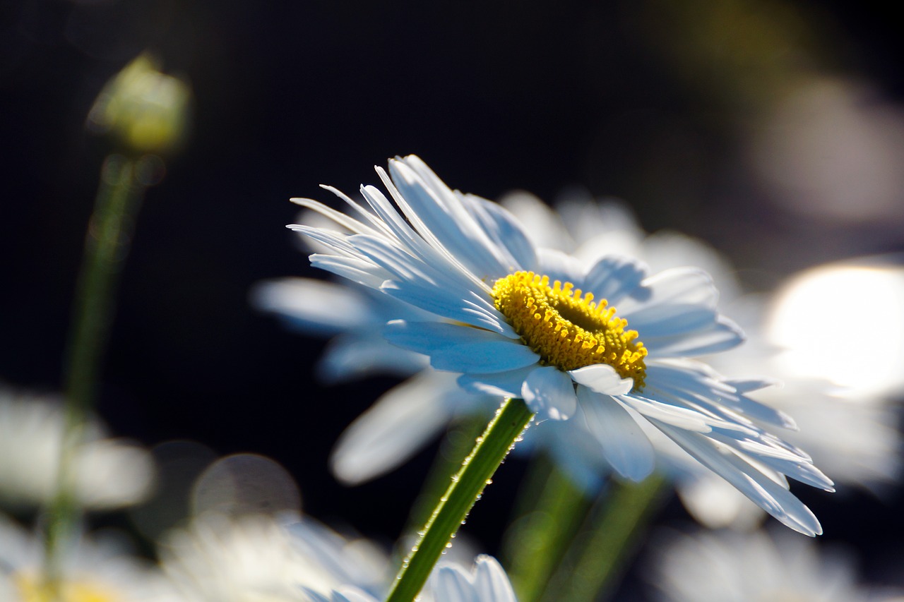 daisy flower plant free photo