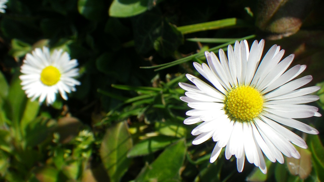 daisy flower nature free photo