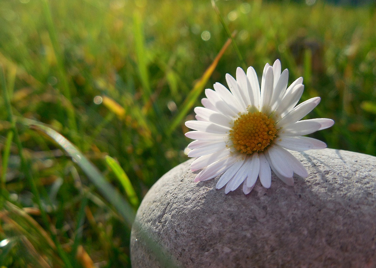 Daisy stone фото