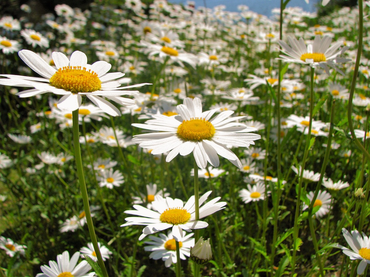 daisy flower nature free photo