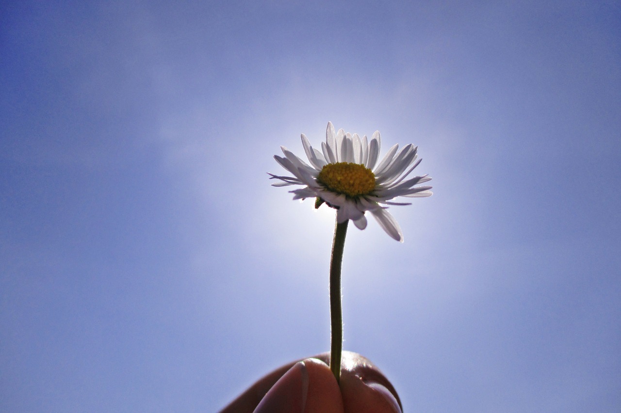 daisy lighting blue free photo