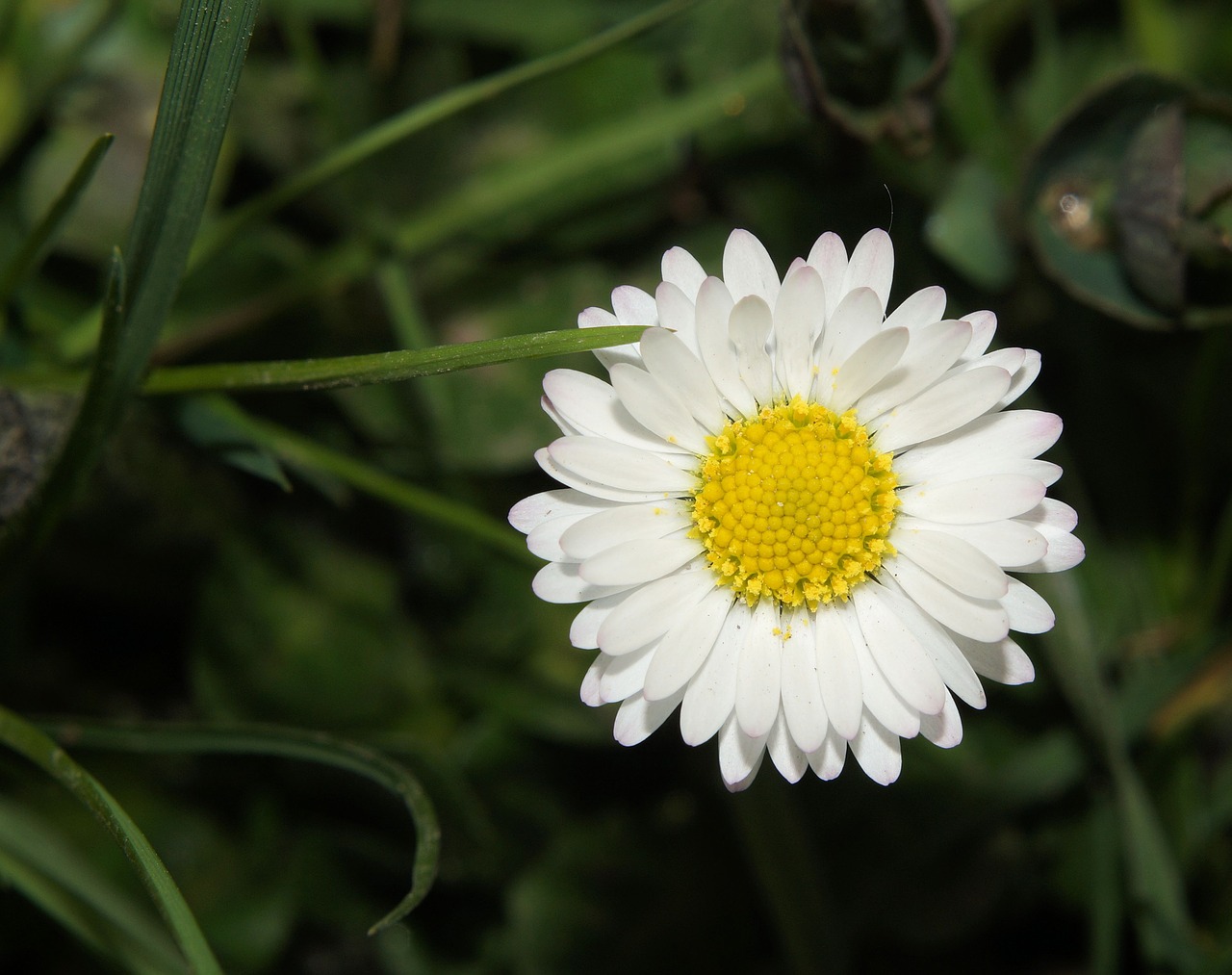 daisy bellis philosophy tausendschön free photo