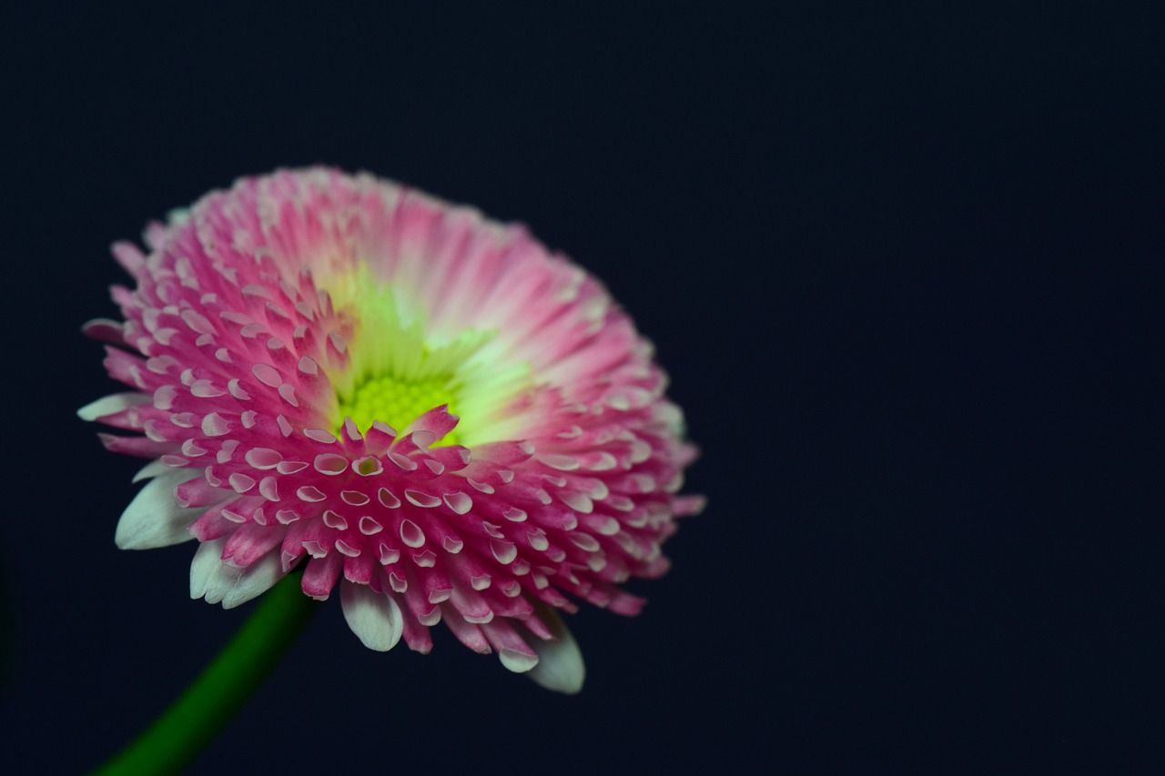 daisy pink close free photo