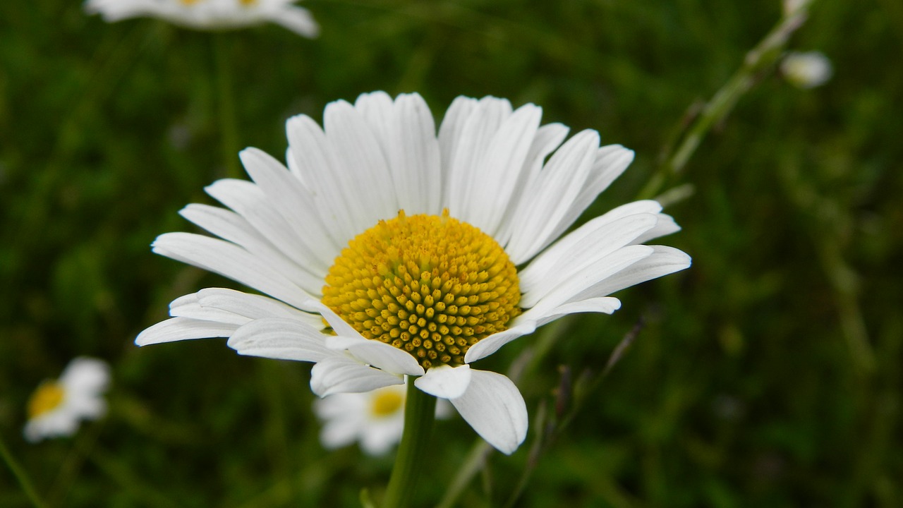 daisy meadow flower free photo