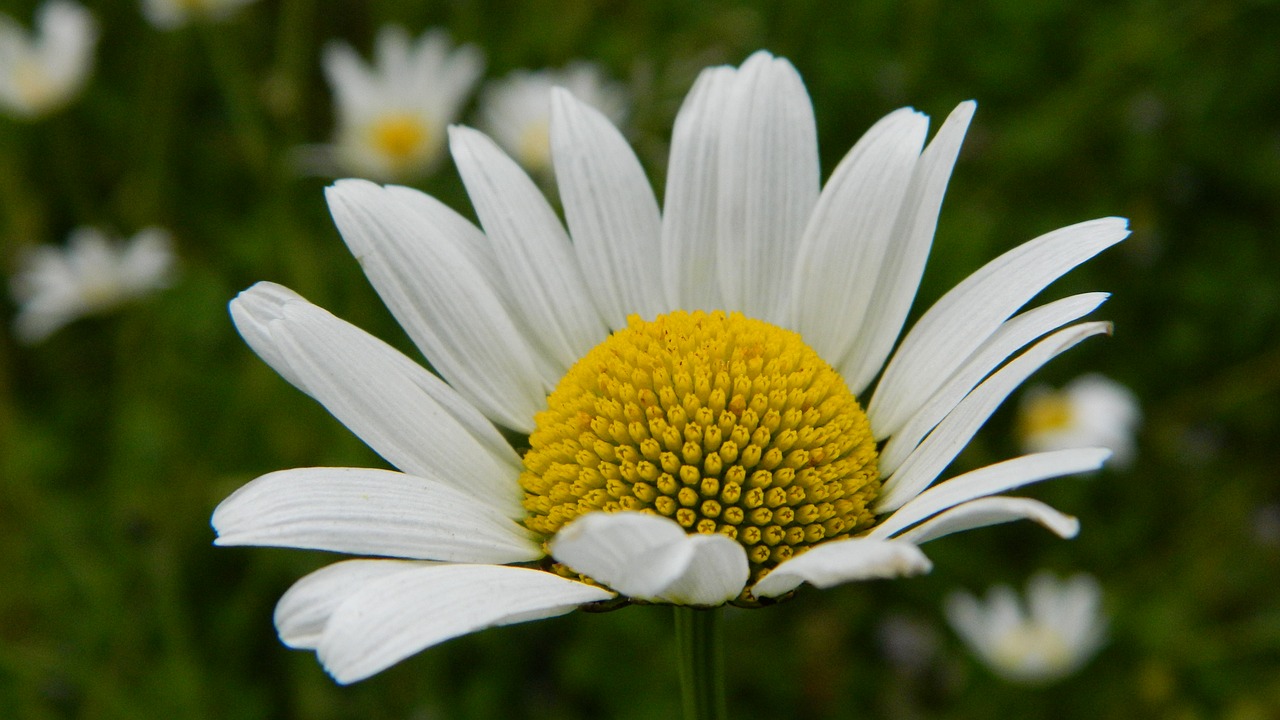 daisy meadow flower free photo