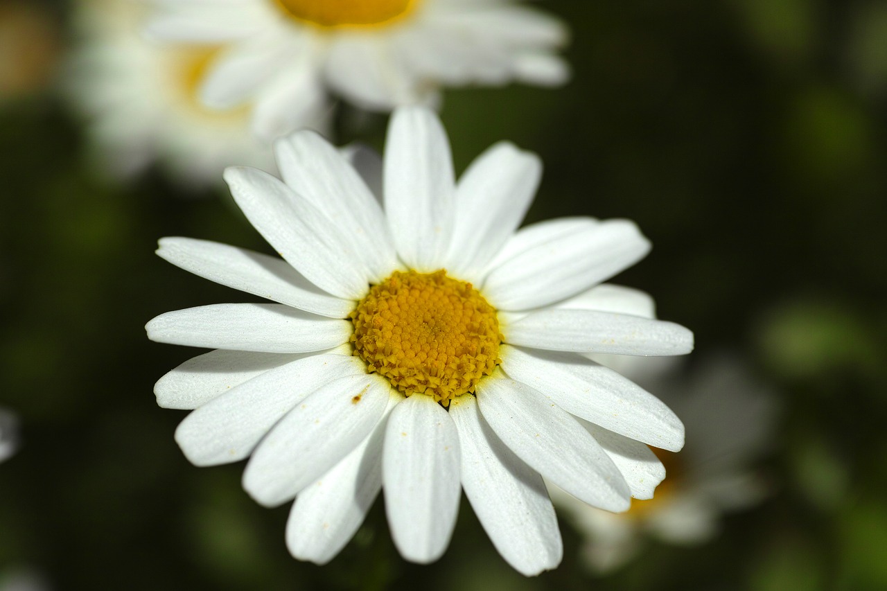 daisy flower macro free photo