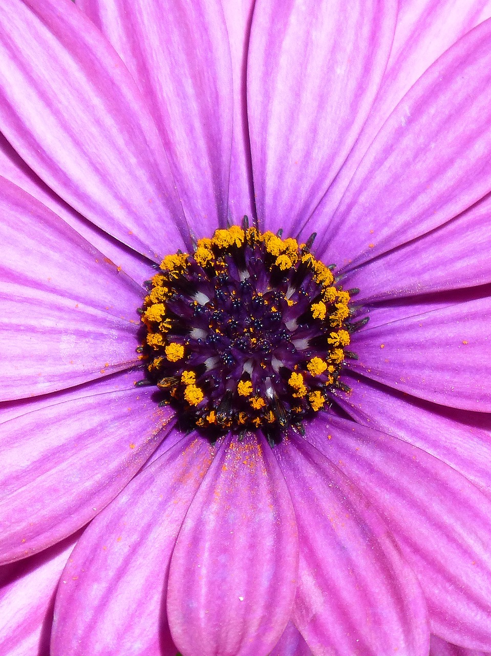 daisy purple magenta free photo