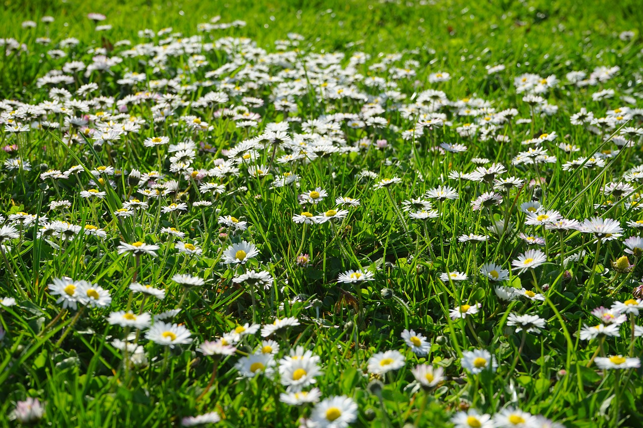daisy rush meadow free photo