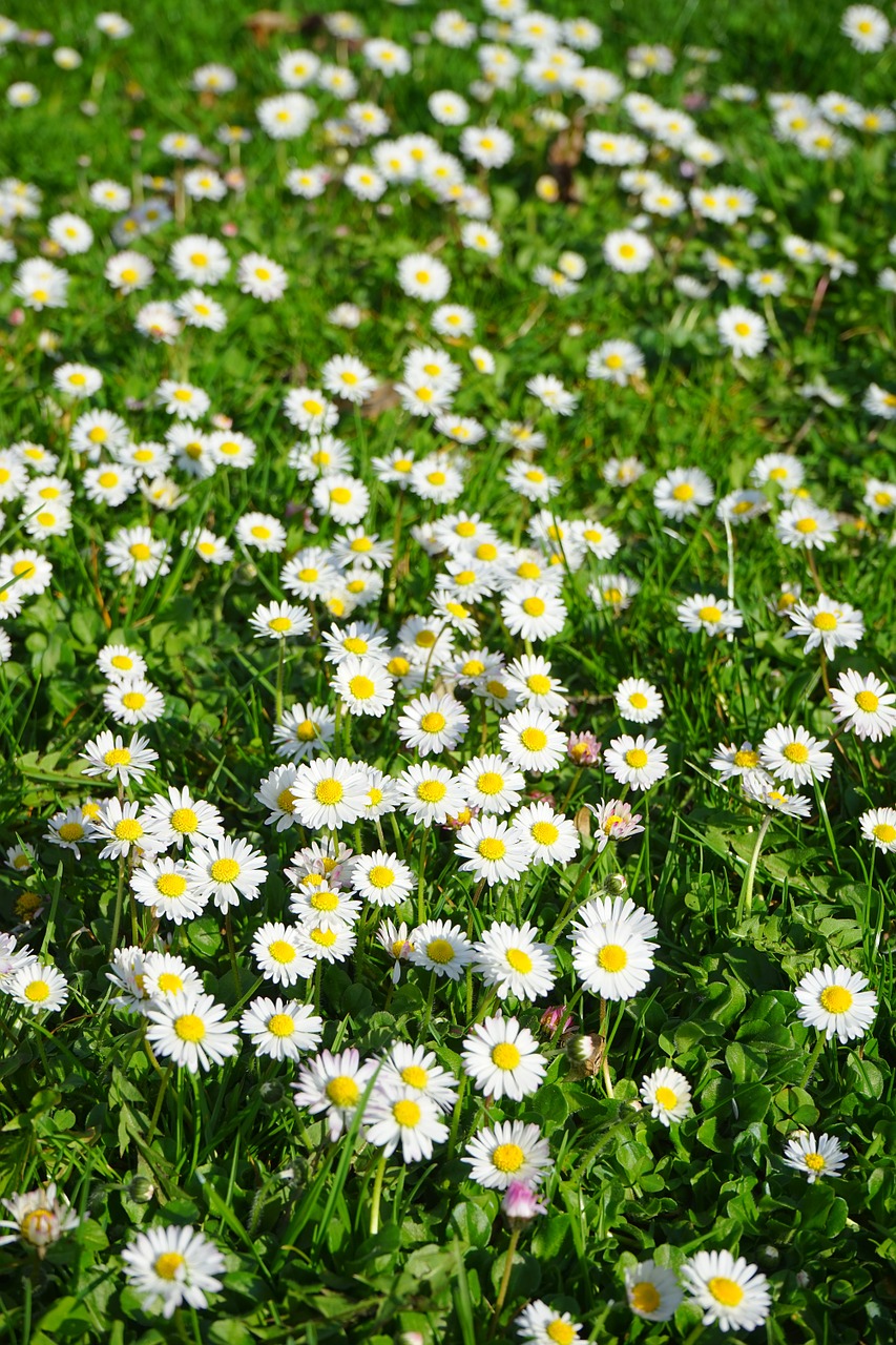 daisy flower blossom free photo