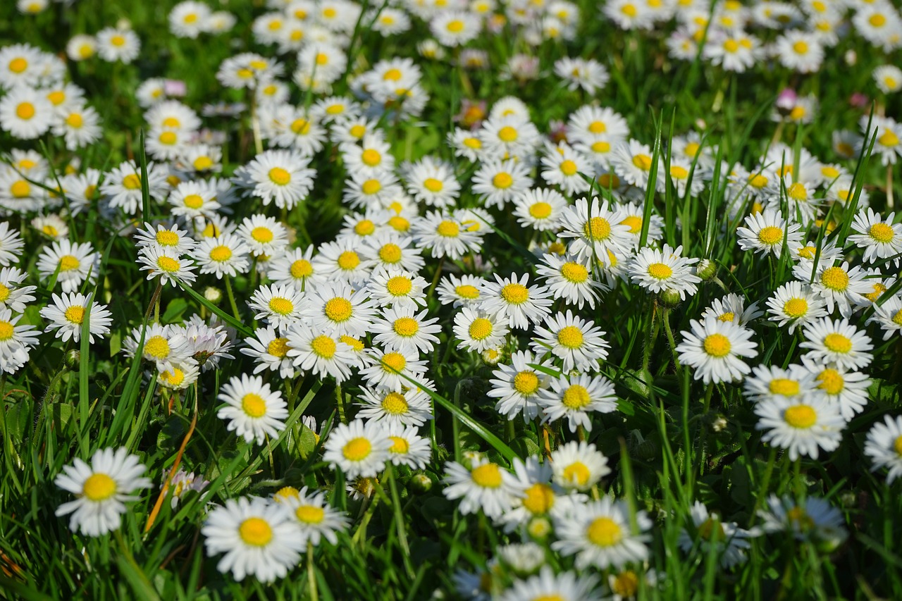 daisy flower carpet white free photo