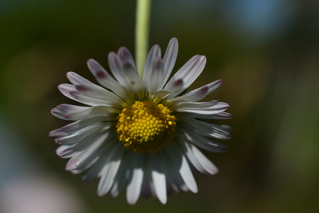 daisy flower white free photo