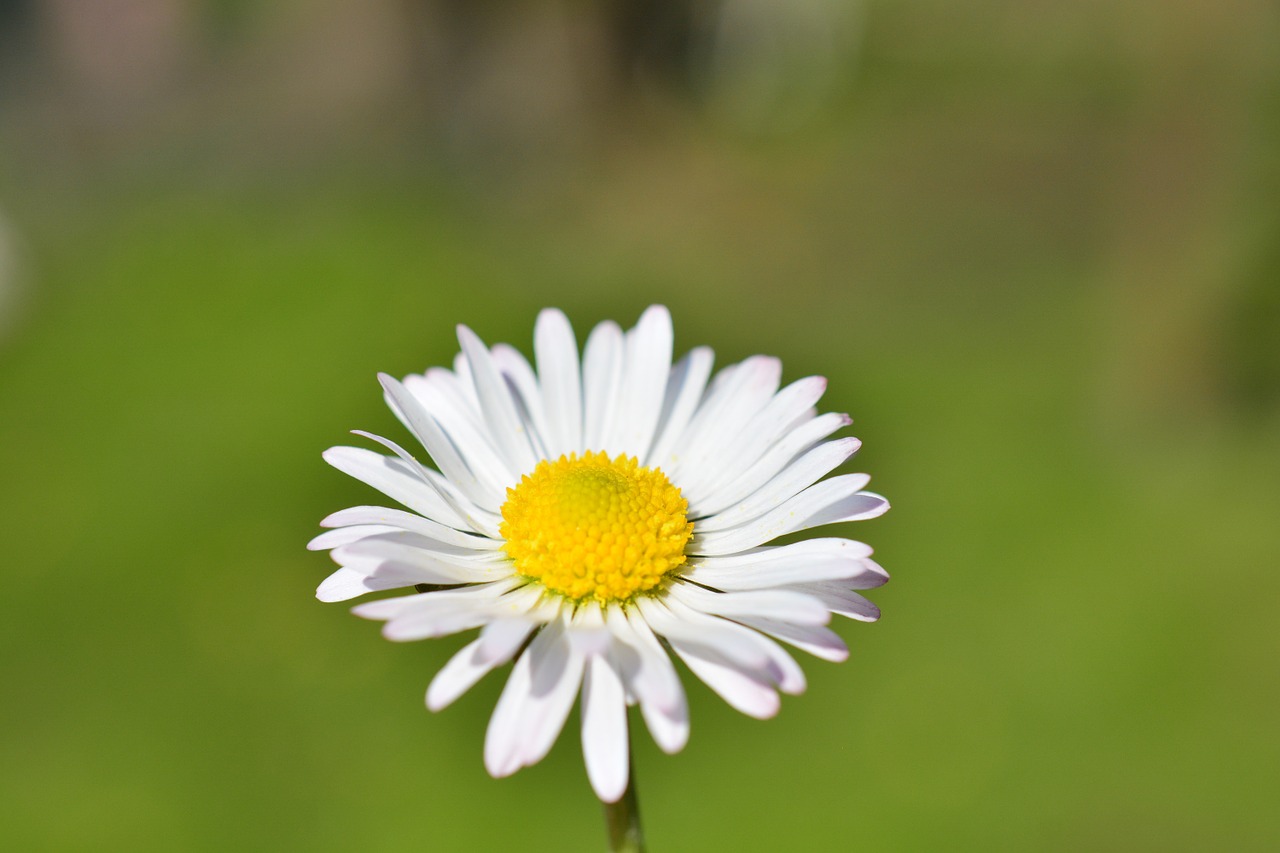 daisy flower white free photo